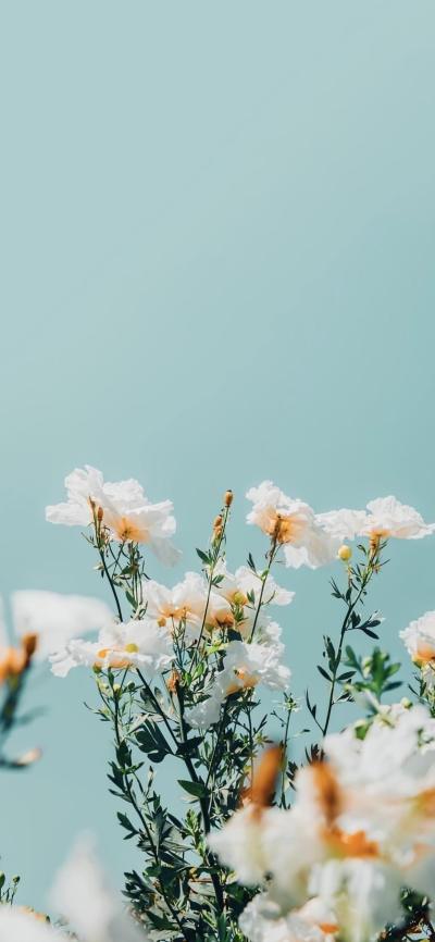 小清新壁纸