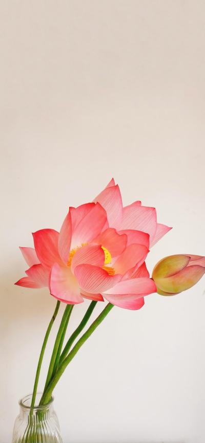 小清新壁纸