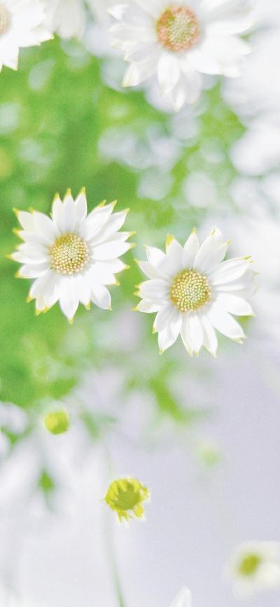 小清新壁纸