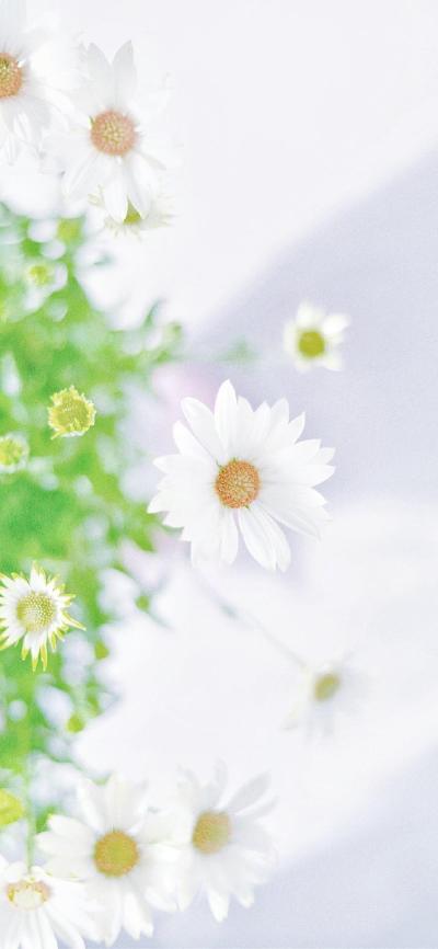 小清新壁纸