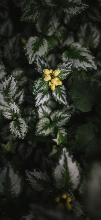 小清新壁纸