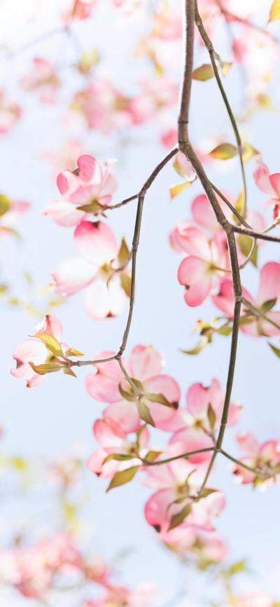 小清新壁纸