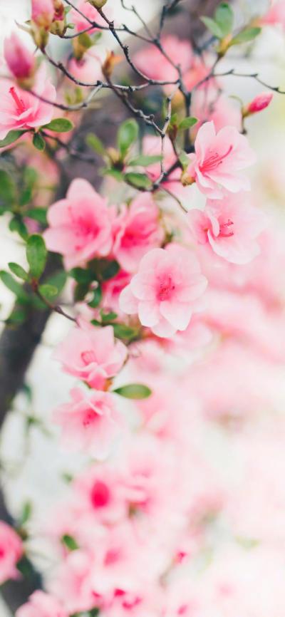 小清新壁纸