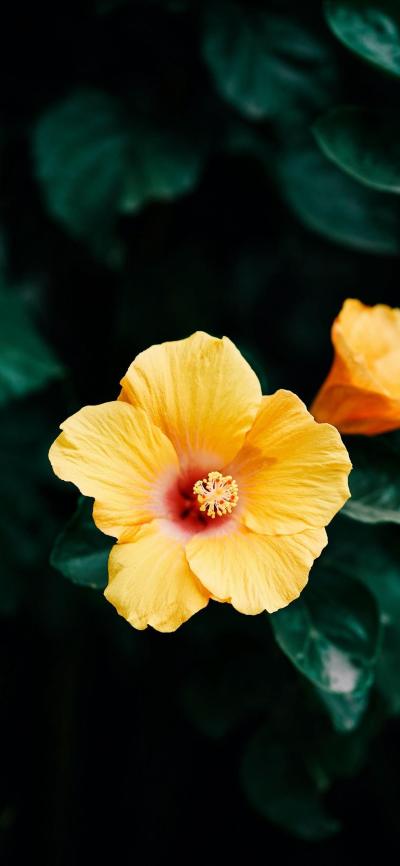 小清新壁纸