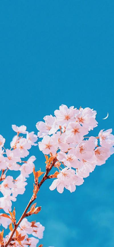 小清新壁纸