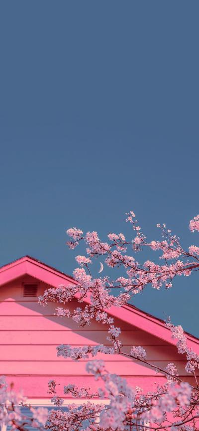 小清新壁纸