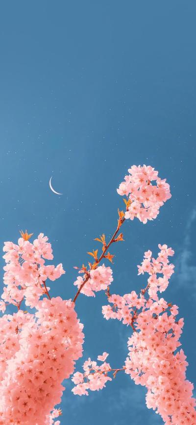 小清新壁纸