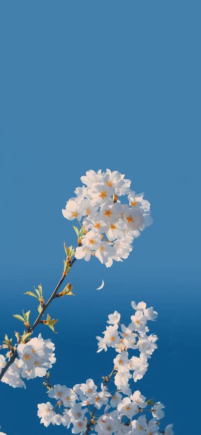 小清新壁纸