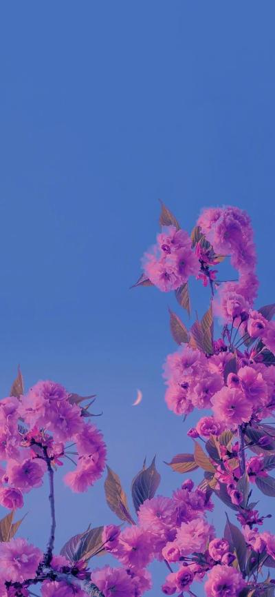 小清新壁纸