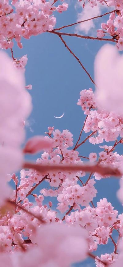 小清新壁纸