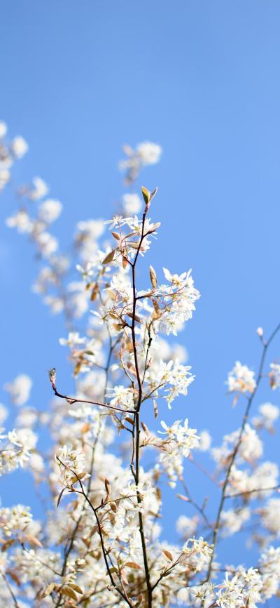 小清新壁纸