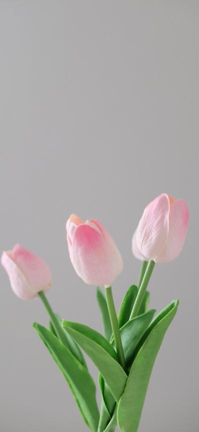 小清新壁纸
