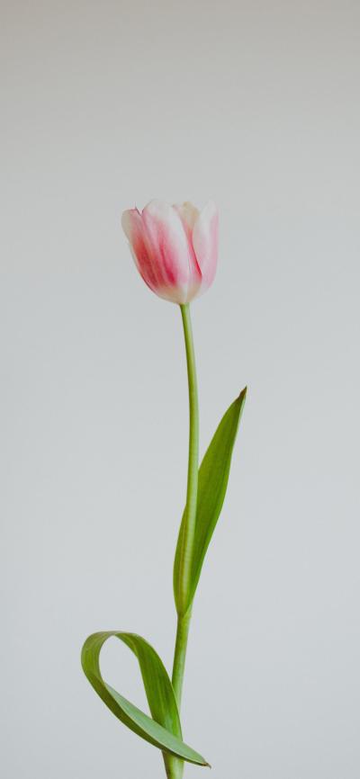 小清新壁纸