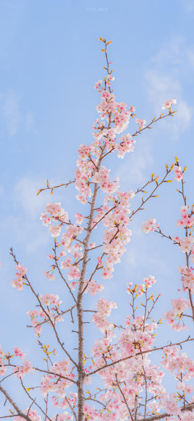 小清新壁纸