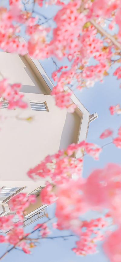 小清新壁纸