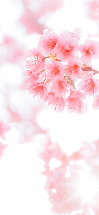 小清新壁纸