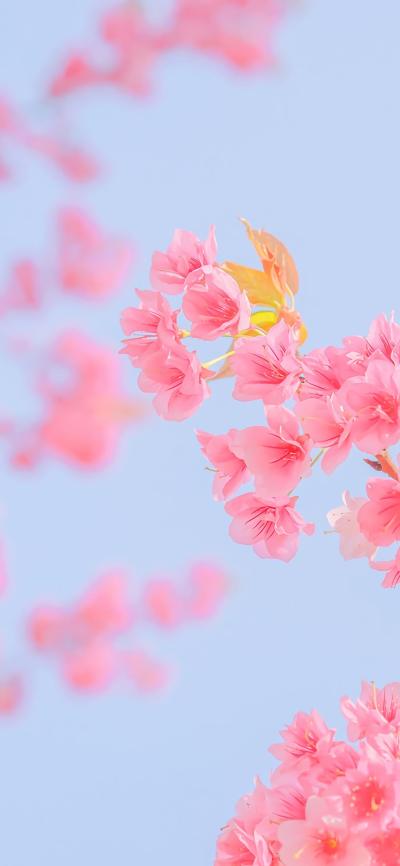 小清新壁纸