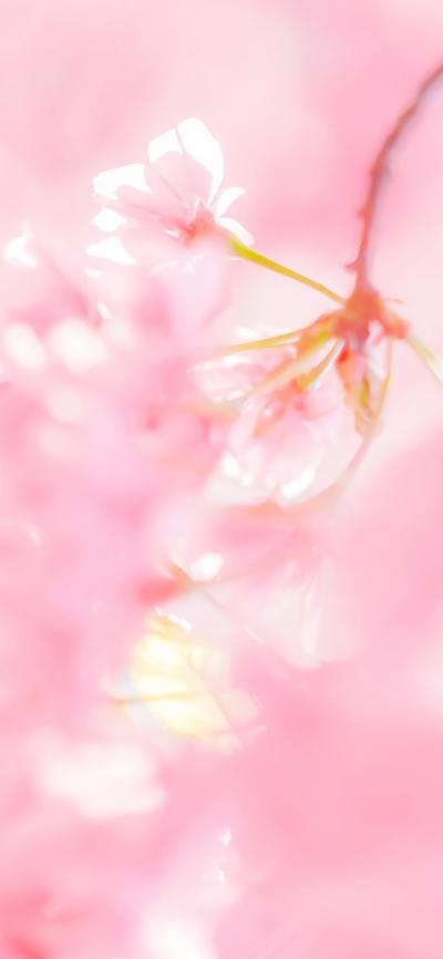 小清新壁纸