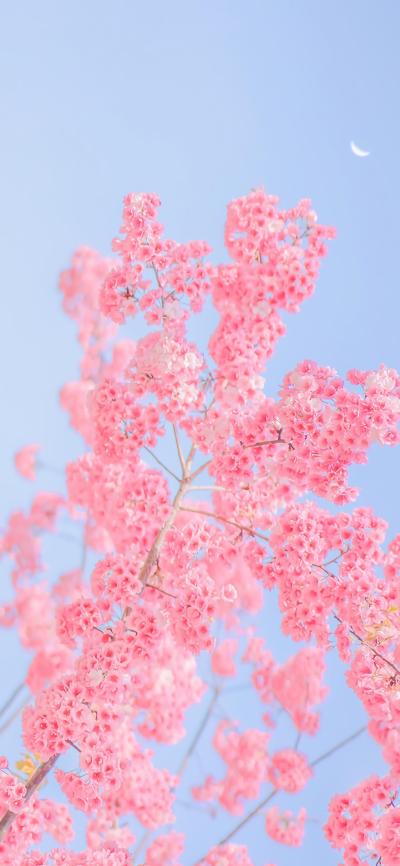 小清新壁纸