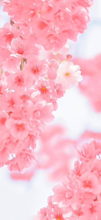 小清新壁纸