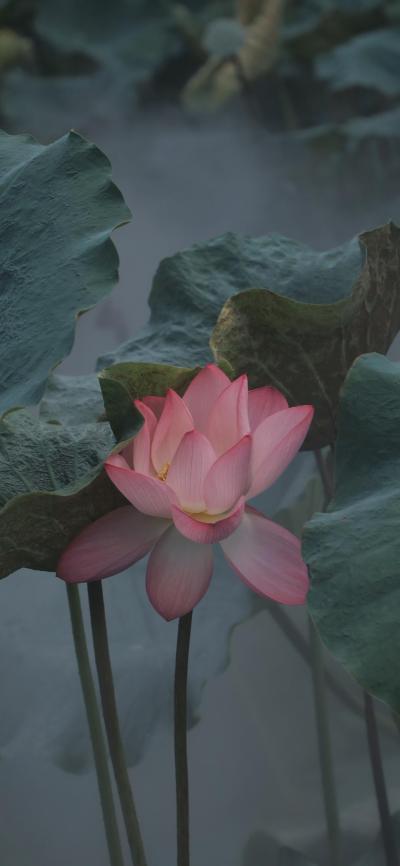 小清新壁纸