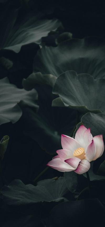 小清新壁纸