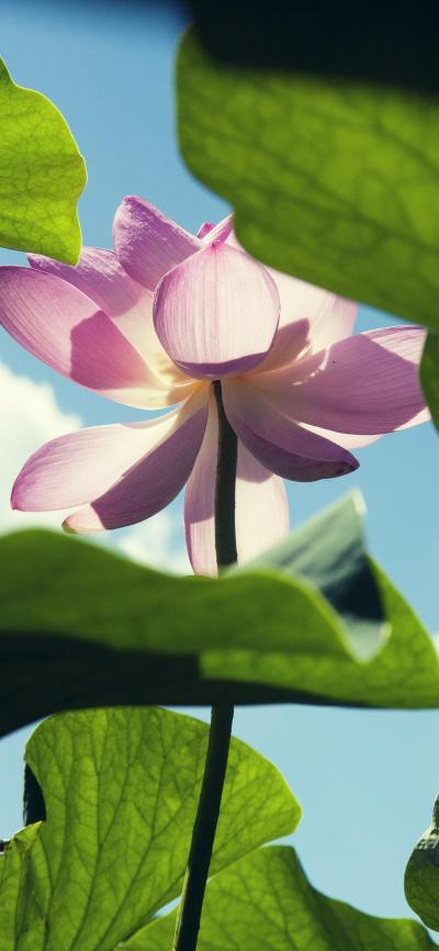 小清新壁纸