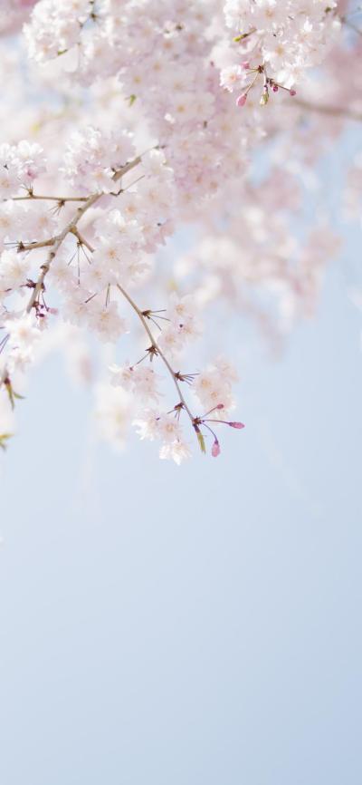 小清新壁纸