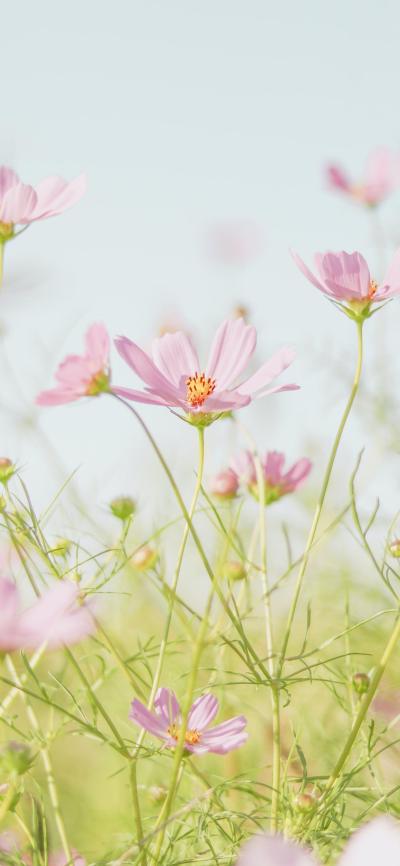 小清新壁纸