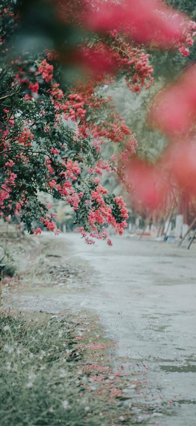 小清新壁纸