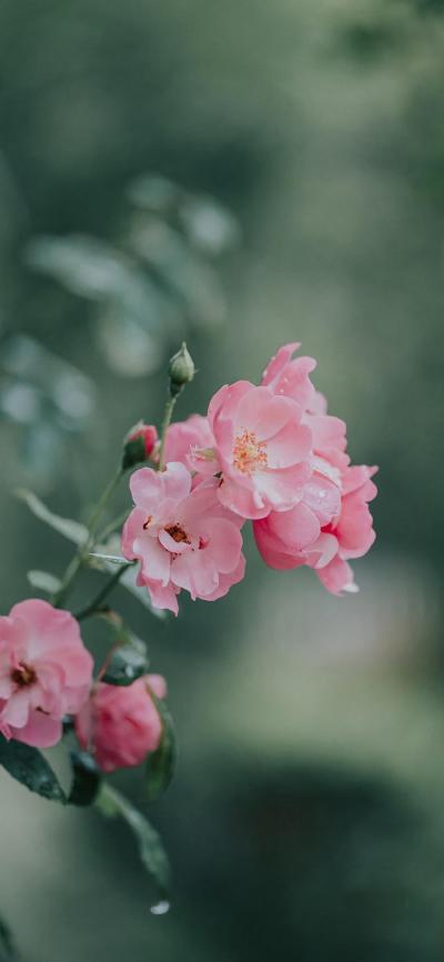 小清新壁纸