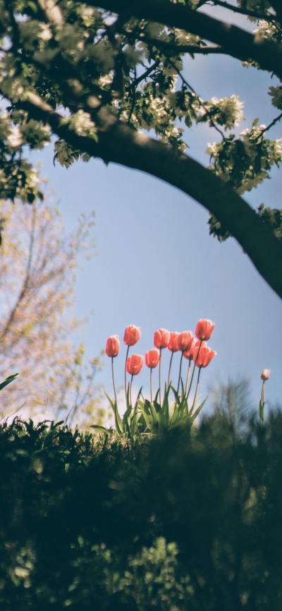 小清新壁纸