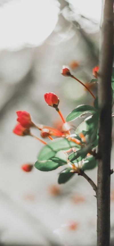 小清新壁纸