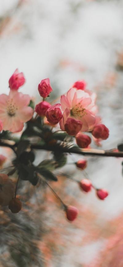 小清新壁纸