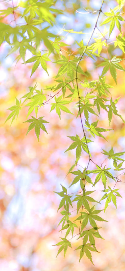 风景壁纸