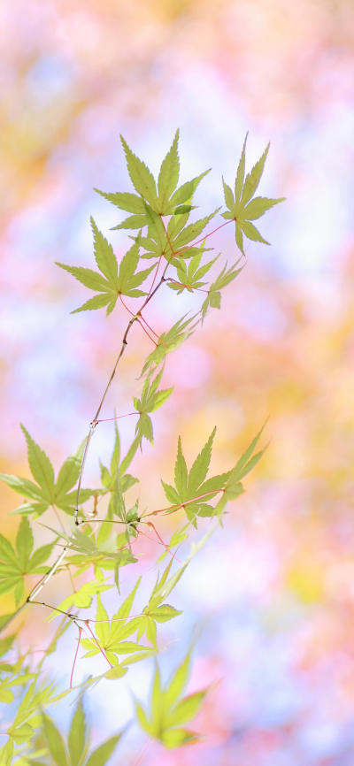 风景壁纸