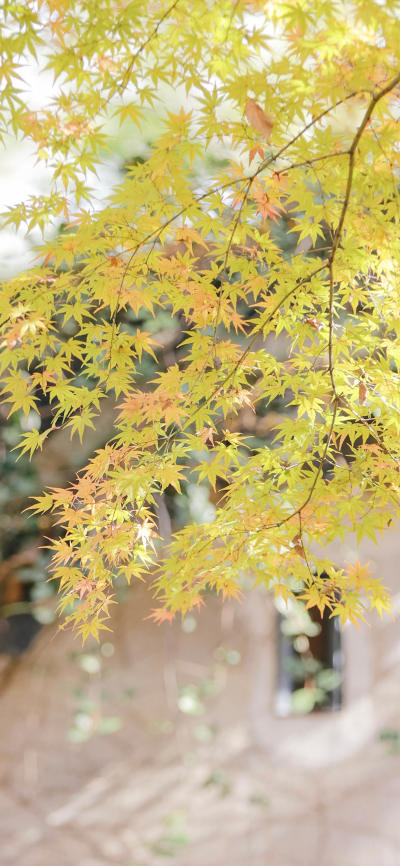 风景壁纸