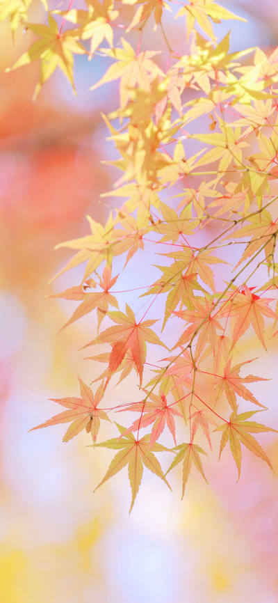 风景壁纸