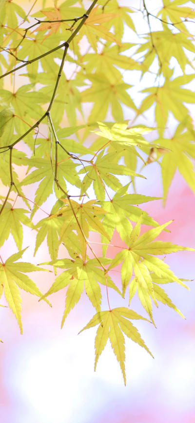 风景壁纸