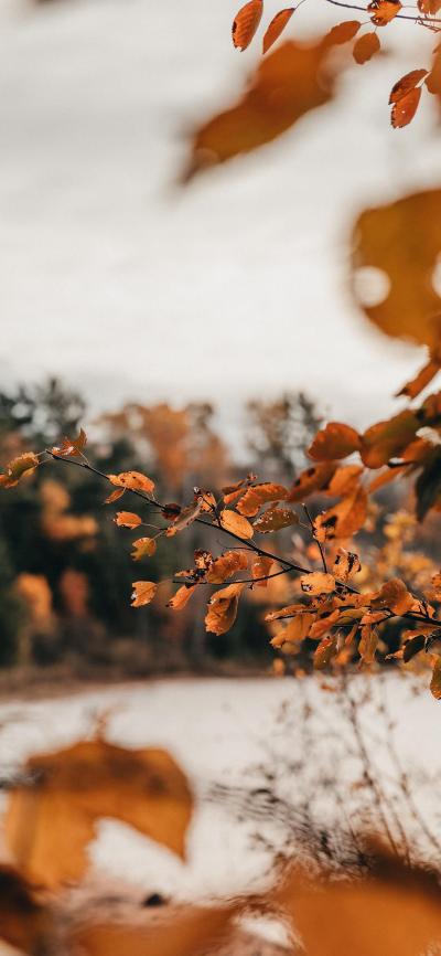 风景壁纸