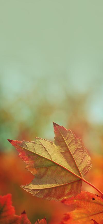 风景壁纸
