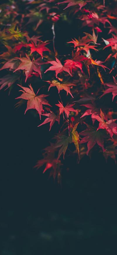 风景壁纸