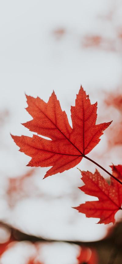 风景壁纸