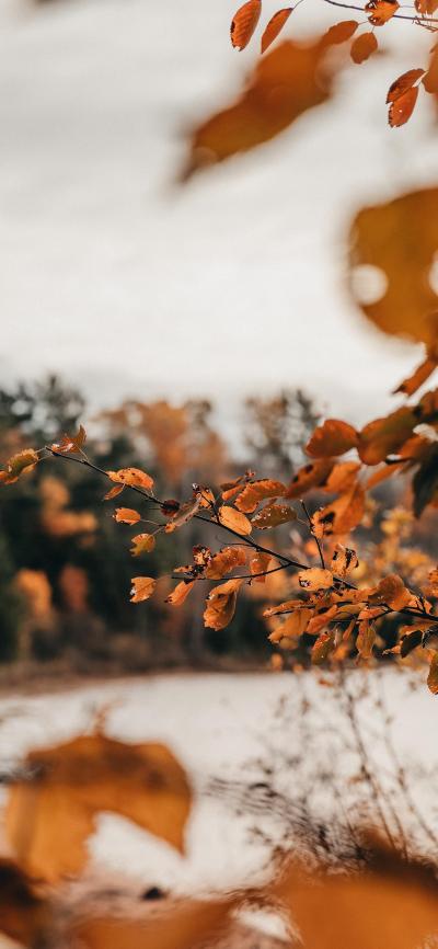 风景壁纸