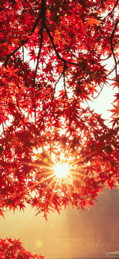 风景壁纸