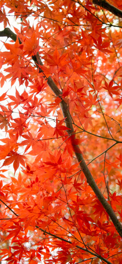 风景壁纸