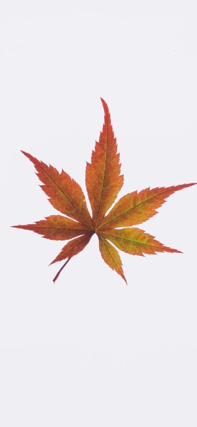 风景壁纸