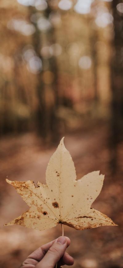 风景壁纸