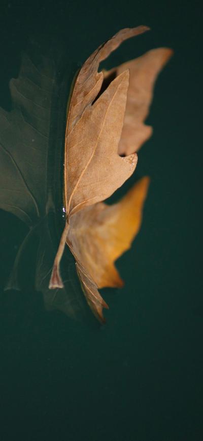 风景壁纸