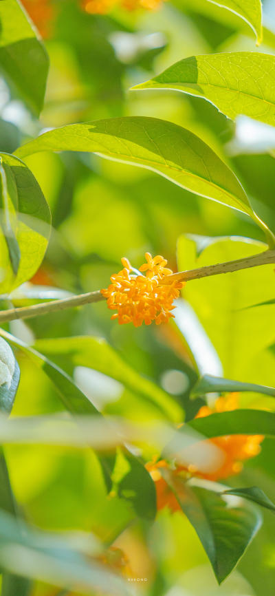 风景壁纸